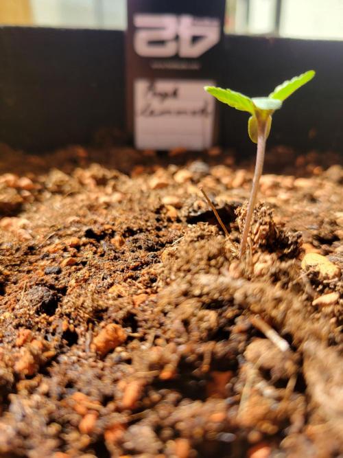 Purple "balkony" Lemonade RF3. Week 0 - 6 daus after germination