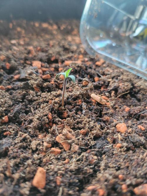 Purple "balkony" Lemonade RF3. Week 0 - 2 days after germination