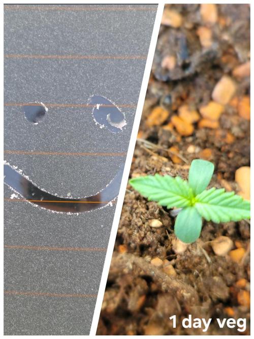 Purple "balkony" Lemonade RF3. Week 1