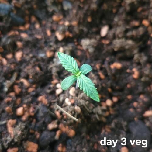 Purple "balkony" Lemonade RF3. Week 1
