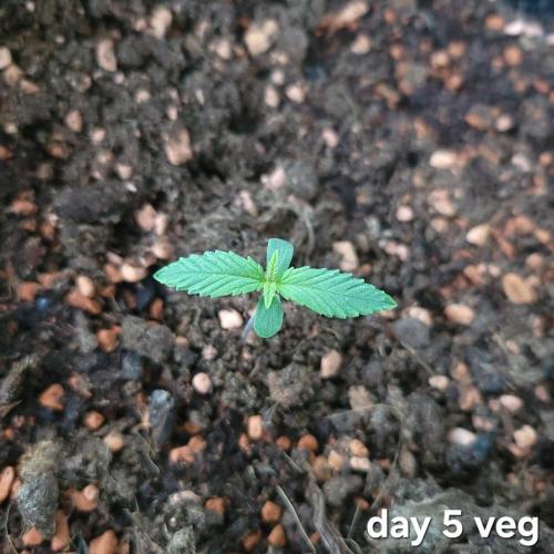 Purple "balkony" Lemonade RF3. Week 1