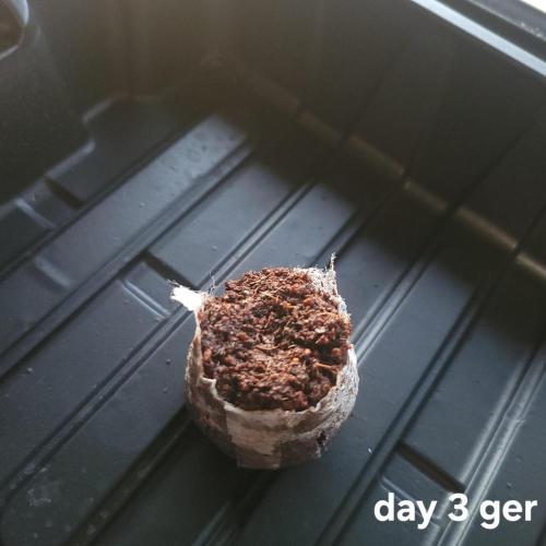 frosty "balkony" banger F4. Week 0