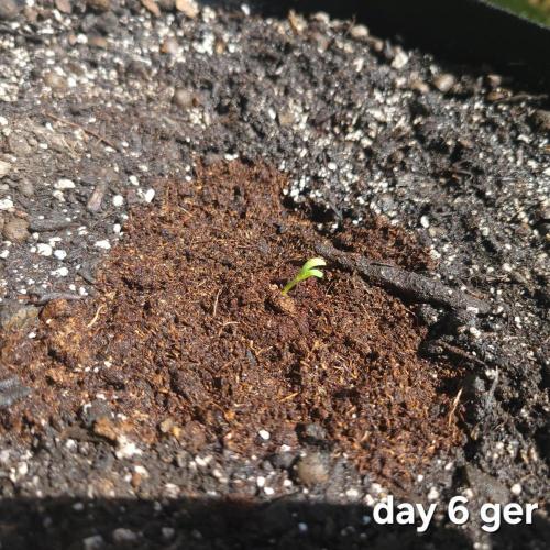 frosty "balkony" banger F4. Week 0