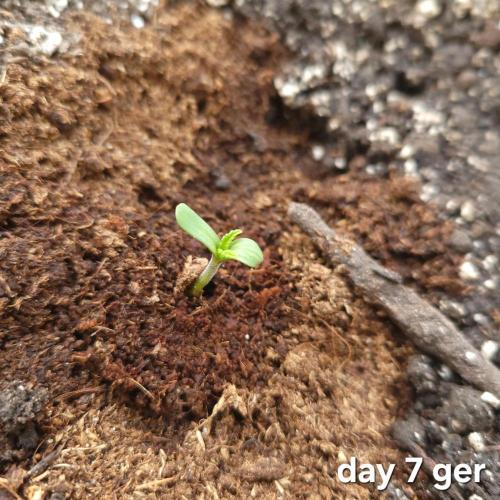 frosty "balkony" banger F4. Week 0