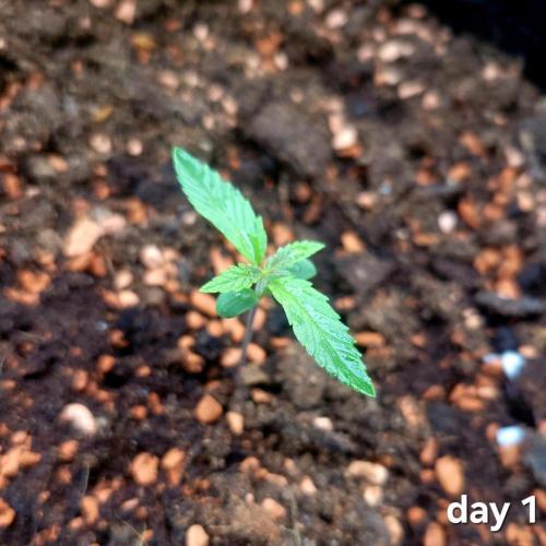 Purple "balkony" Lemonade RF3. Week 2