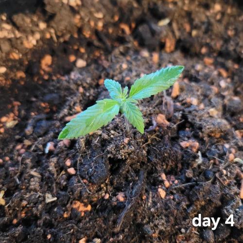 Purple "balkony" Lemonade RF3. Week 2