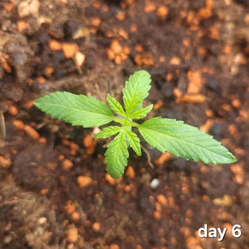 Purple "balkony" Lemonade RF3. Week 2