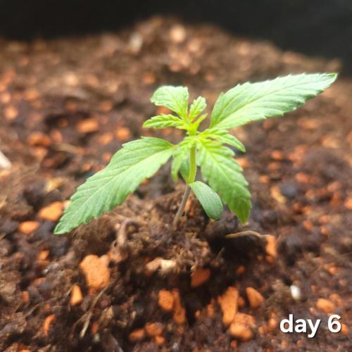 Purple "balkony" Lemonade RF3. Week 2