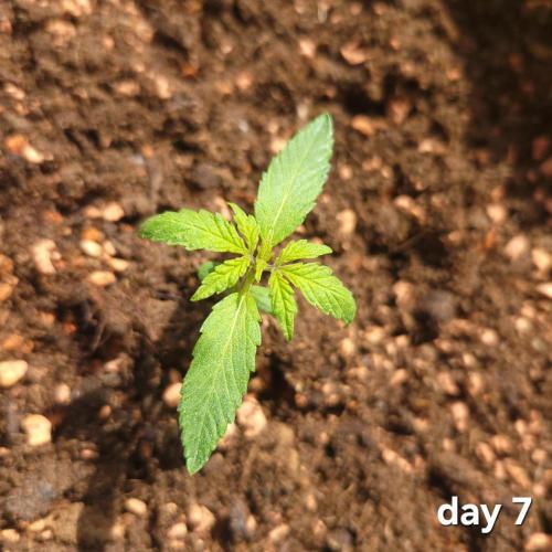 Purple "balkony" Lemonade RF3. Week 2