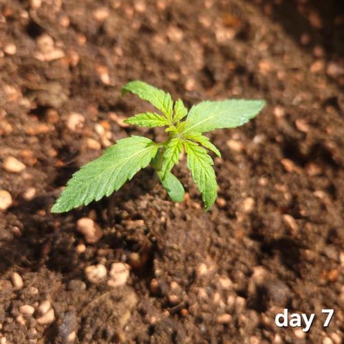 Purple "balkony" Lemonade RF3. Week 2