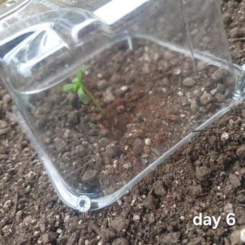frosty "balkony" banger F4. Week 1