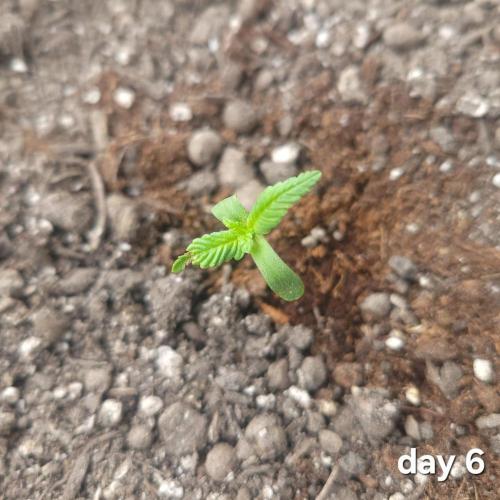 frosty "balkony" banger F4. Week 1