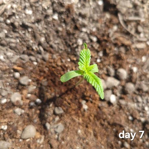 frosty "balkony" banger F4. Week 1