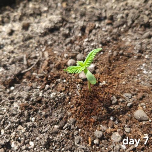 frosty "balkony" banger F4. Week 1