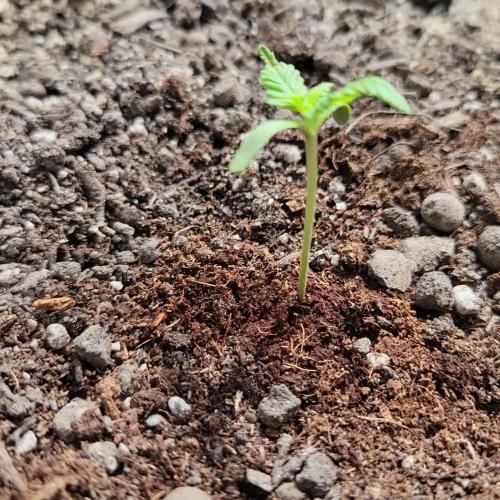 frosty "balkony" banger F4