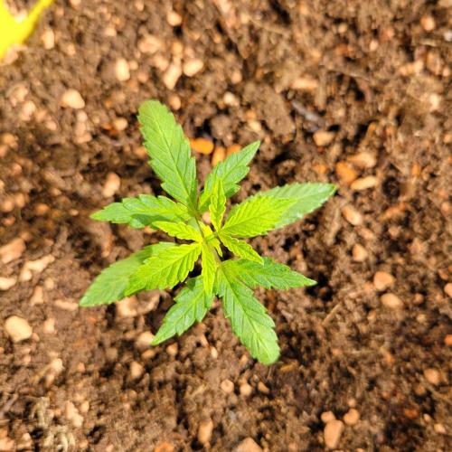 Purple "balkony" Lemonade RF3. Week 3