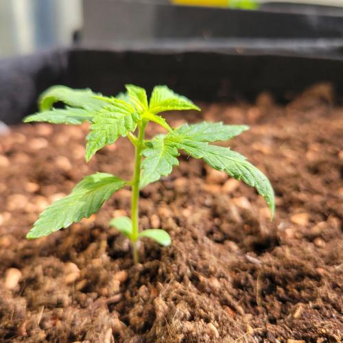 Purple "balkony" Lemonade RF3. Week 3