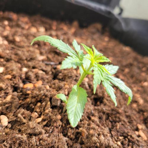 Purple "balkony" Lemonade RF3. Week 3