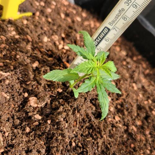 Purple "balkony" Lemonade RF3. Week 3