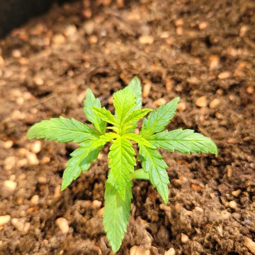 Purple "balkony" Lemonade RF3. Week 3