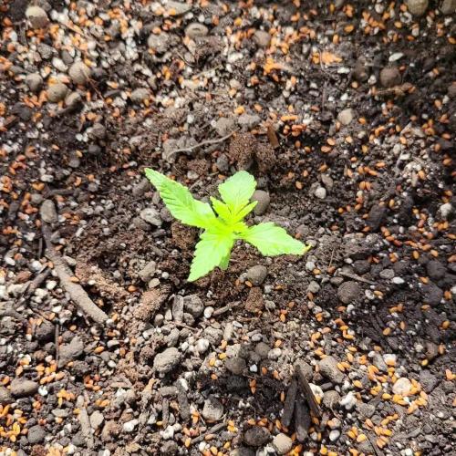 frosty "balkony" banger F4