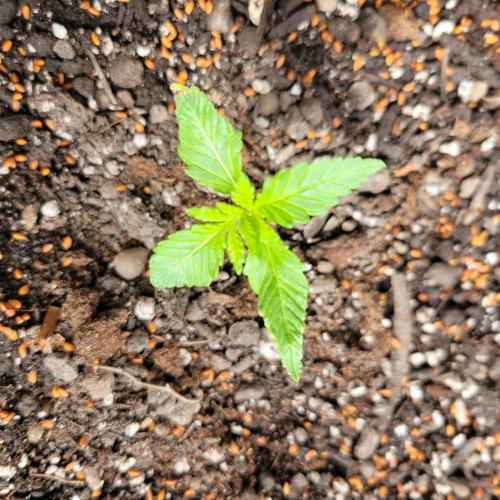 frosty "balkony" banger F4. Week 2