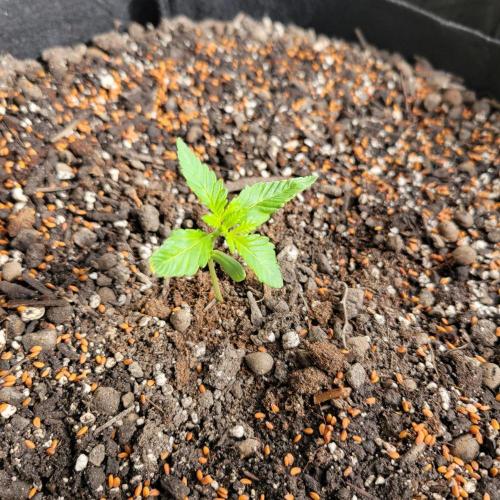 frosty "balkony" banger F4. Week 2