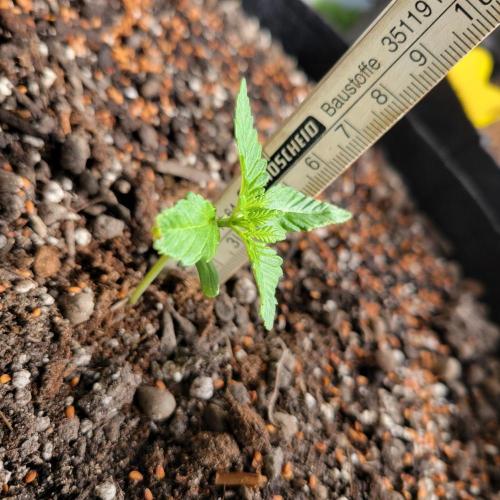 frosty "balkony" banger F4. Week 2