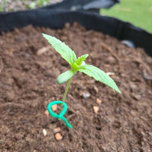 Gelato "balcony" Auto🍦. Week 1