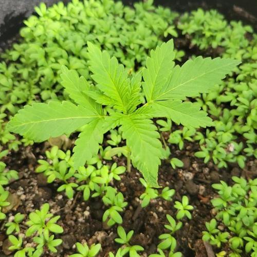 frosty "balkony" banger F4