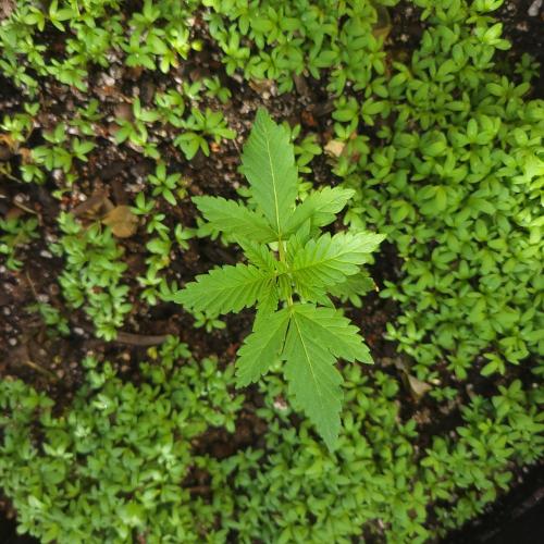 frosty "balkony" banger F4. Week 3