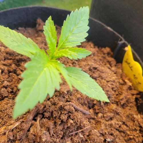 Gelato "balcony" Auto🍦. Week 2