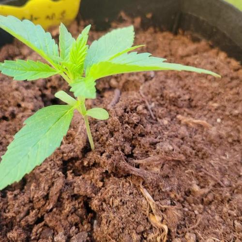 Gelato "balcony" Auto🍦