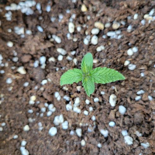 Nr.2 Purple "balkony" Lemonade RF3. Week 1
