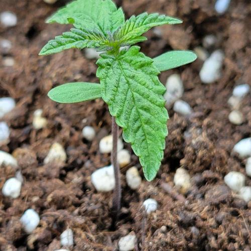 Nr.2 Purple "balkony" Lemonade RF3. Week 1