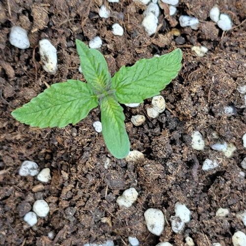 Nr.2 Purple "balkony" Lemonade RF3. Week 1