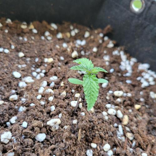 Nr.2 Purple "balkony" Lemonade RF3. Week 1