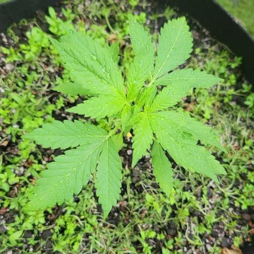 frosty "balkony" banger F4