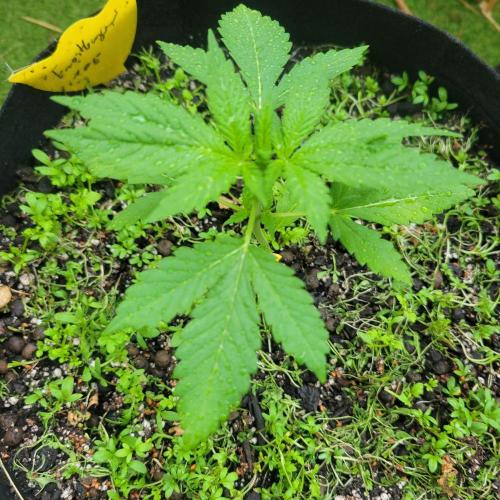 frosty "balkony" banger F4. Week 4