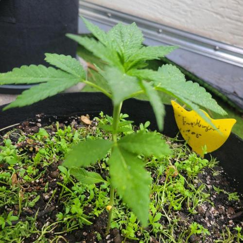 frosty "balkony" banger F4. Week 4