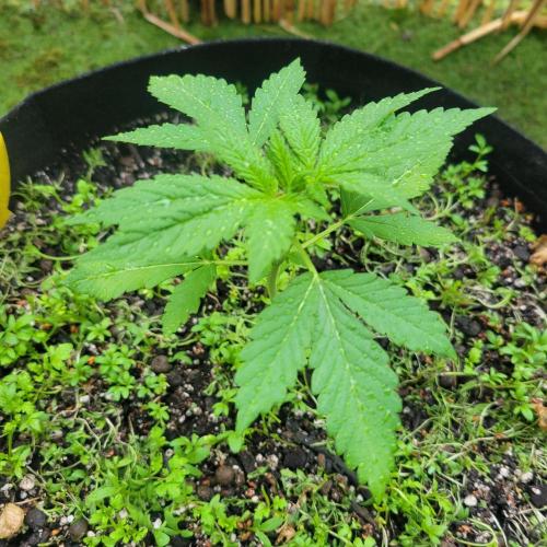 frosty "balkony" banger F4. Week 4