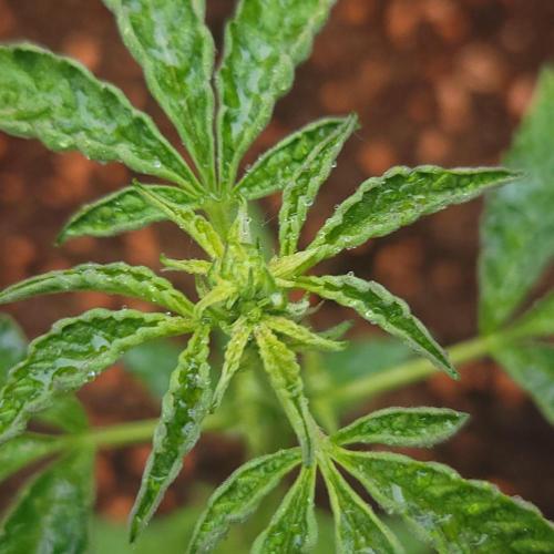 Purple Lemonade Auto RF3. Week 5