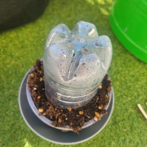 Afghan Pearl CBD outdoor. Week 0