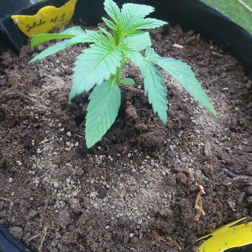 Gelato "balcony" Auto🍦. Week 3