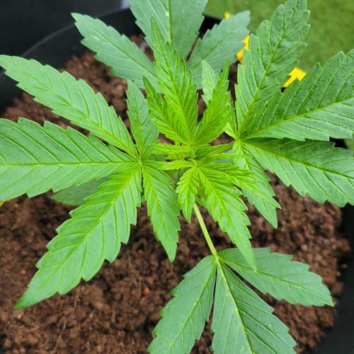 Gelato "balcony" Auto🍦. Week 3