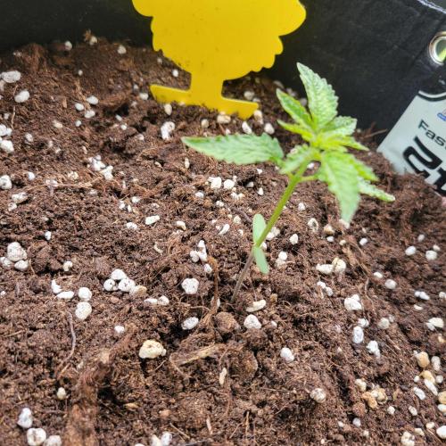 Nr.2 Purple "balkony" Lemonade RF3. Week 2