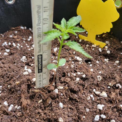 Nr.2 Purple "balkony" Lemonade RF3. Week 2