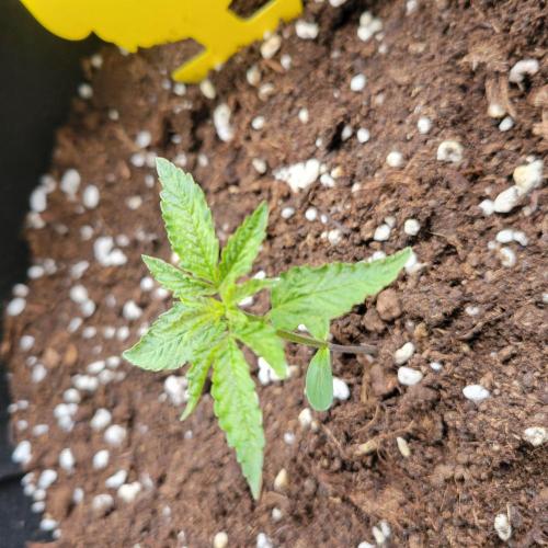 Nr.2 Purple "balkony" Lemonade RF3. Week 2