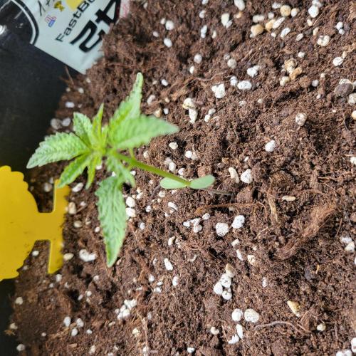 Nr.2 Purple "balkony" Lemonade RF3. Week 2