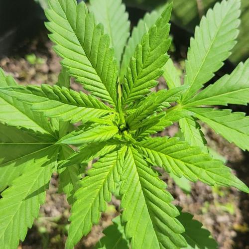 frosty "balkony" banger F4